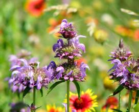 Монарда лимонная (Monarda citriodora)