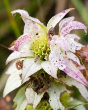 Монарда точечная (Monarda punctata)