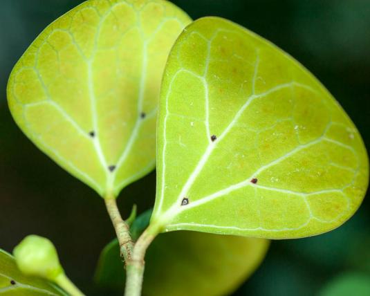 Фикус разнолистный, или дельтоидный (ficus deltoidea) 