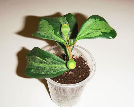 Фикус разнолистный или дельтоидный пестролистный (ficus deltoidea variegata)