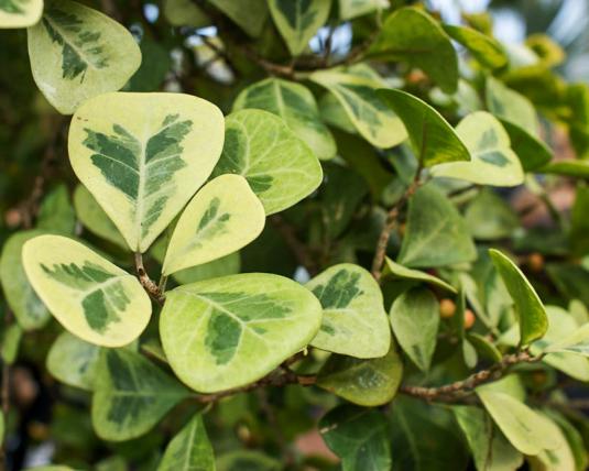 Фикус разнолистный или дельтоидный пестролистный (ficus deltoidea variegata)