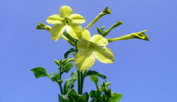 Табак душистый (nicotiana alata)