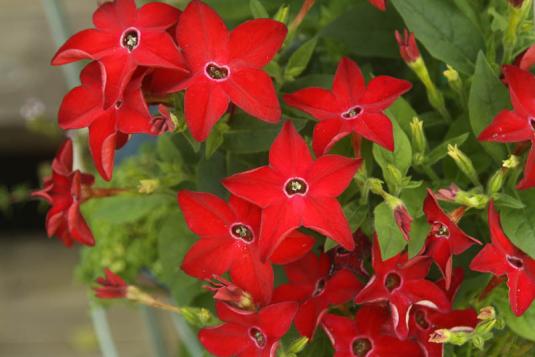 Табак душистый (nicotiana alata)