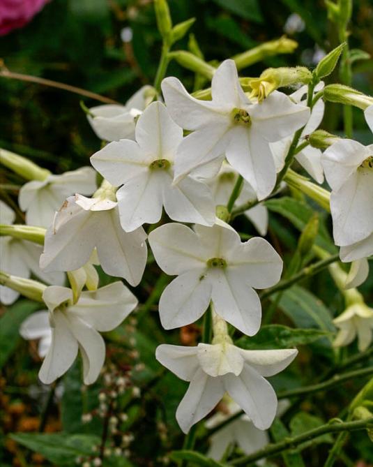 Табак душистый крупноцветковый (nicotiana alata grandiflora)