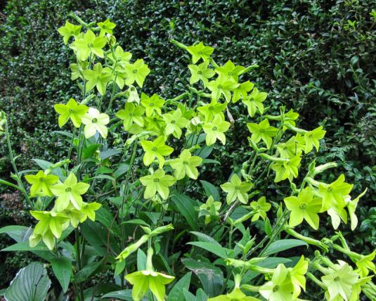 Табак душистый крупноцветковый Лайм Грин (nicotiana alata var grandiflora Lime Green)