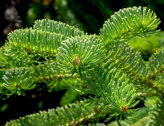 Пихта кавказская, эндемик Турции (abies nordmanniana)