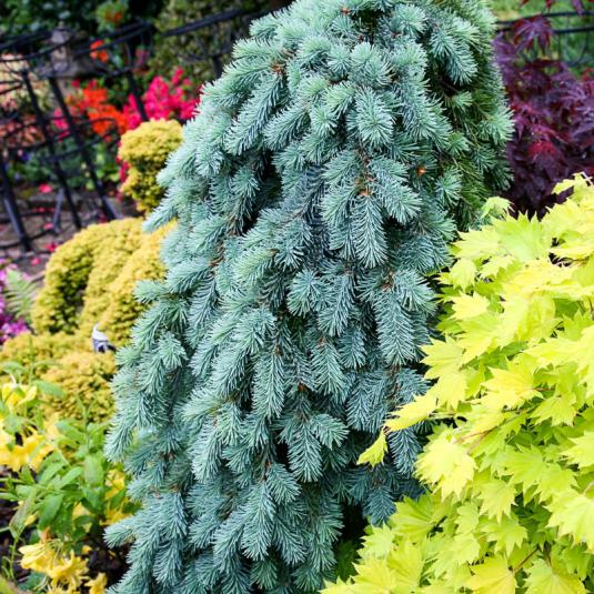 Ель обыкновенная (picea abies Glauca Pendula)