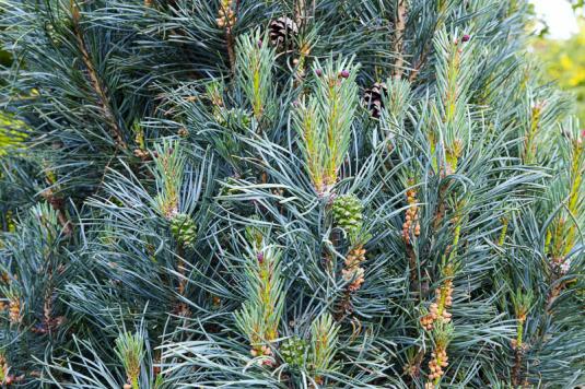 Сосна обыкновенная (pinus sylvestris Glauca Fastigiata)