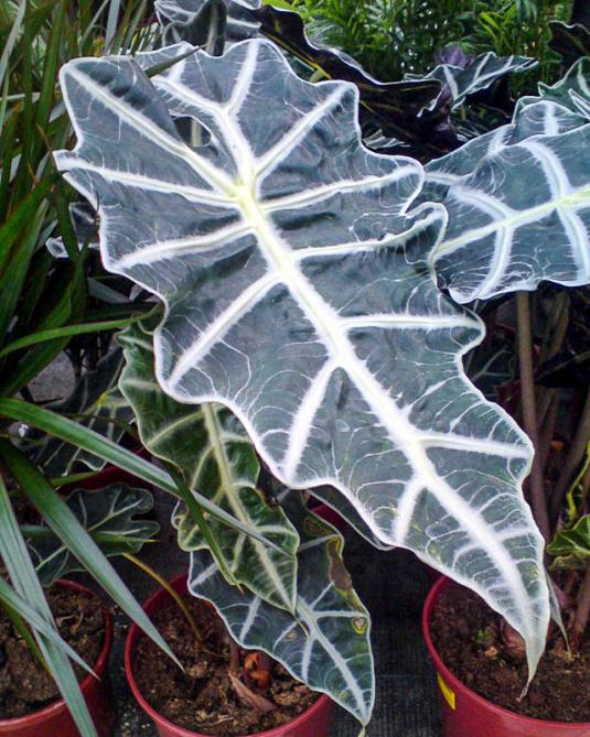 Алоказия амозонская Полли (alocasia Polly)