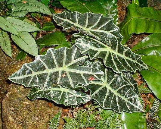 Алоказия амазонская (alocasia amazonica)