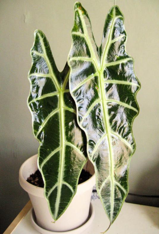 Алоказия амазонская (alocasia amazonica)