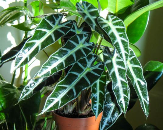 Алоказия амазонская (alocasia amazonica)