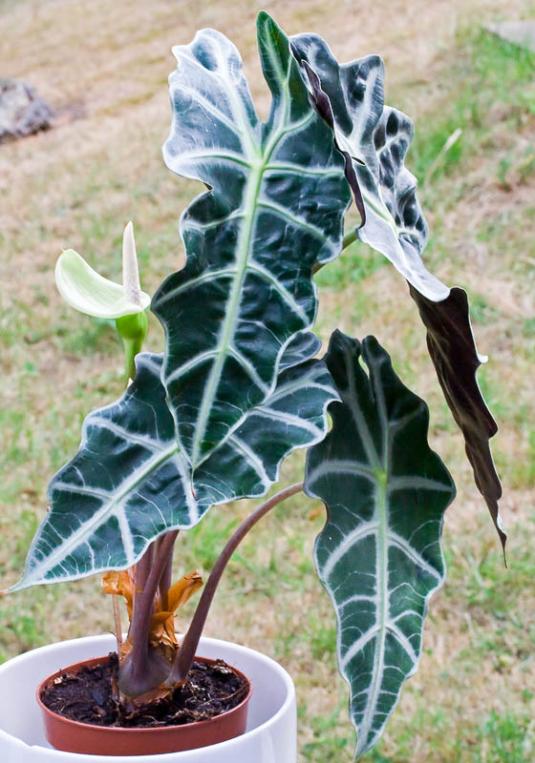 Алоказия амазонская (alocasia amazonica)