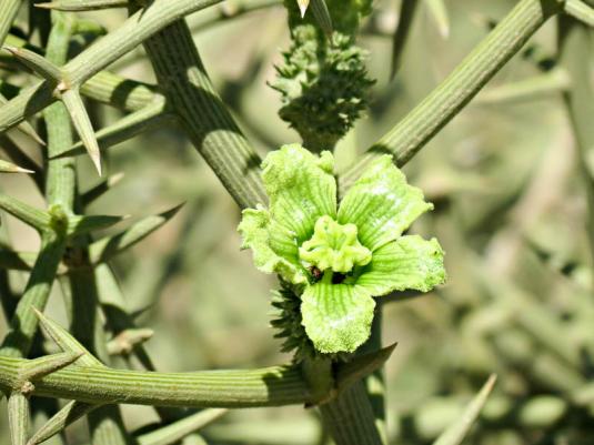 Нара, или акантосициос ощетиненный (acanthosicyos horridus)