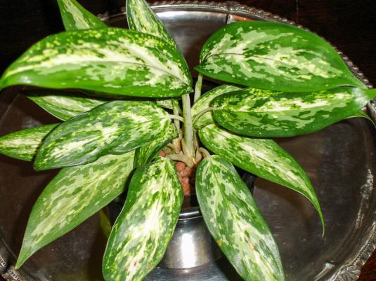 Аглаонема Трейба (Aglaonema commutatum treubii)