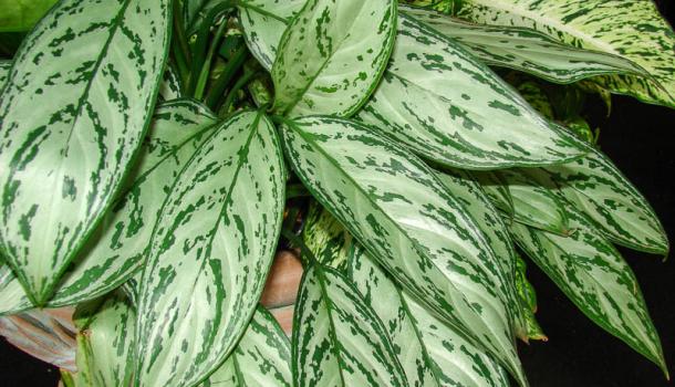 Аглаонема изменчивая "Серебряная королева" (aglaonema commutatum Silver queen)