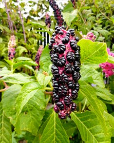 Фитолакка, или лаконос ягодный (Phytolacca acinosa)