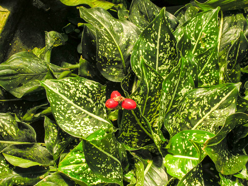 Аглаонема ребристая (Aglaonema costatum)