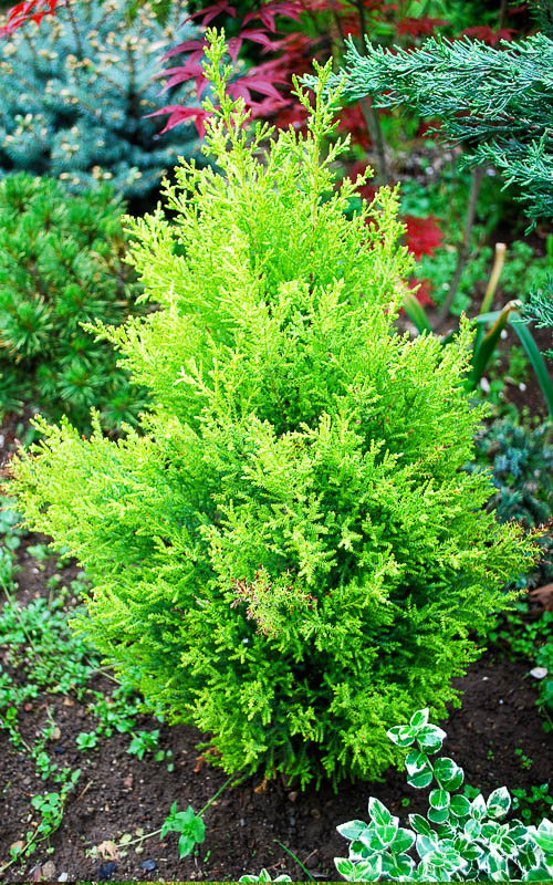 Кипарис крупноплодный Голдкрест (cupressus macrocarpare goldcrest)