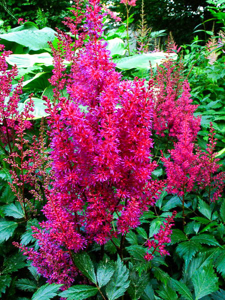 Астильба японская (astilbe japonica)