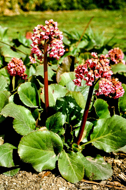 Бадан тонколистный (bergenia crassifolia)