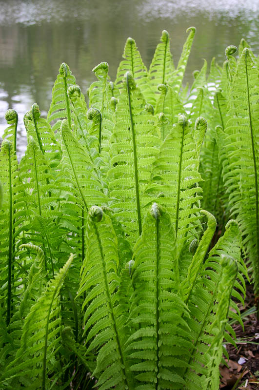 Страусник обыкновенный (Matteuccia struthiapteris)