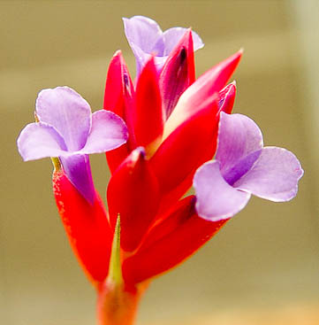 Тилландсия арауйе (Tillandsia araujei)