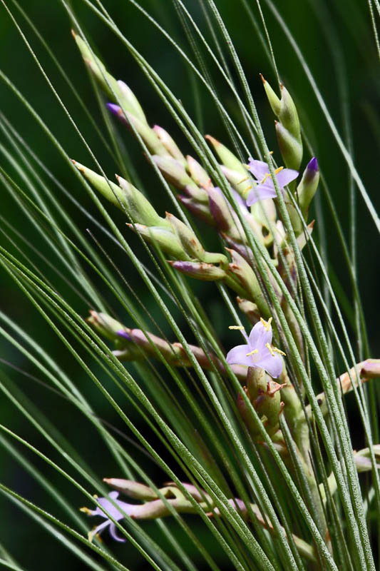 Тилландсия нитевидная (Tillandsia filifolia)