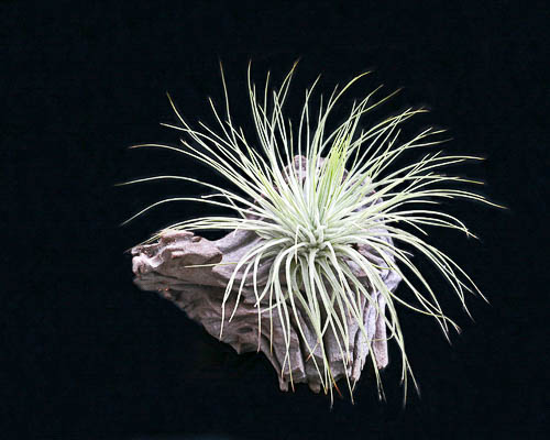 Тилландсия Магнуса (tillandsia magnusiana)