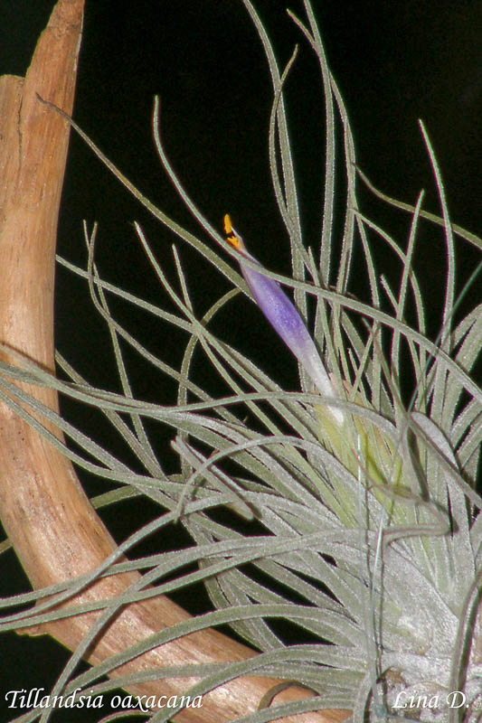 Тилландсия оаксакана (tillandsia oaxacana)