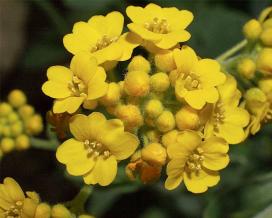 Бурачок пустынный (Alyssum desertorum)