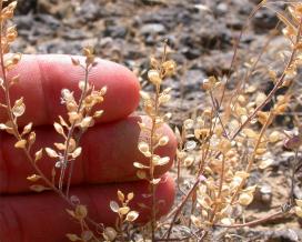 Бурачок пустынный (Alyssum desertorum)