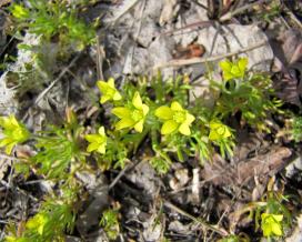 Рогоглавник серповидный (Ceratocephala testiculata)