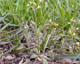 Крупка дубравная (Draba nemorosa)