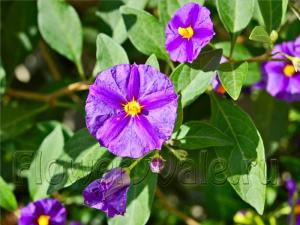 Terrace_02_Solanum-rantonnetil