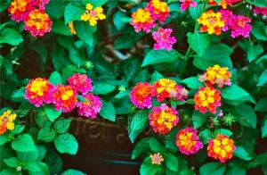 Terrace_04_lantana