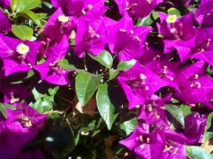 Terrace_05_bougainvillea-glabra