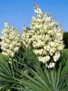 Terrace_07_yucca-plant