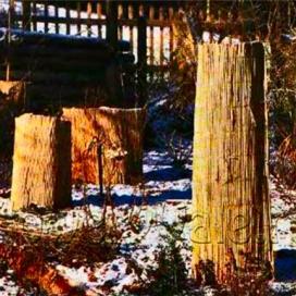 Декоративные кустарники, чувствительные к холодам, успешно перезимуют, если обернуть их бамбуковыми матами