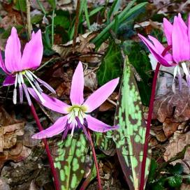 Кандык (Erythronium) Собачий Зуб