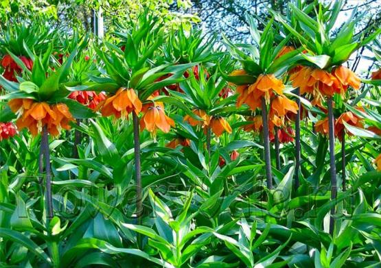 Рябчик имрераторский (Fritillaria imperialis)