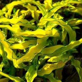 Variegated_Hosta_Kabitan_03