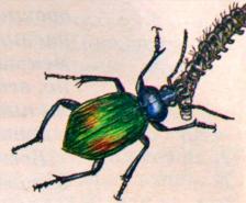 Жужелица - сине-зеленый переливающийся жук размером 0,5 - 3 см