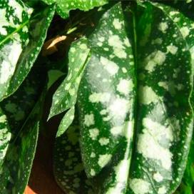 Variegated_part4_Pulmonaria-officinalis-Excalibur_08