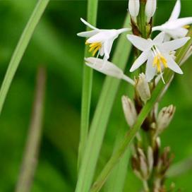 Chlorophytum borivilianum