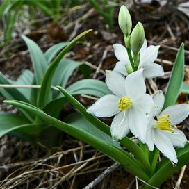 Chlorophytum tuberosum