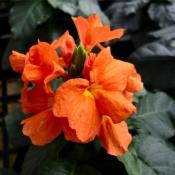 Crossandra Old orange (Кроссандра Олд оранж)