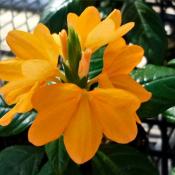 Crossandra Trincomalee (Кроссандра Чинкомлей)