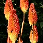 Книфофия Алказар (Kniphofia Alcazar)