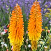 Книфофия Априкот Суфле (Kniphofia Apricot Souffle)